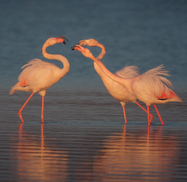 Fenicotteri-rosa-toscana-workshop-fotografia-naturalistica-introduttivo