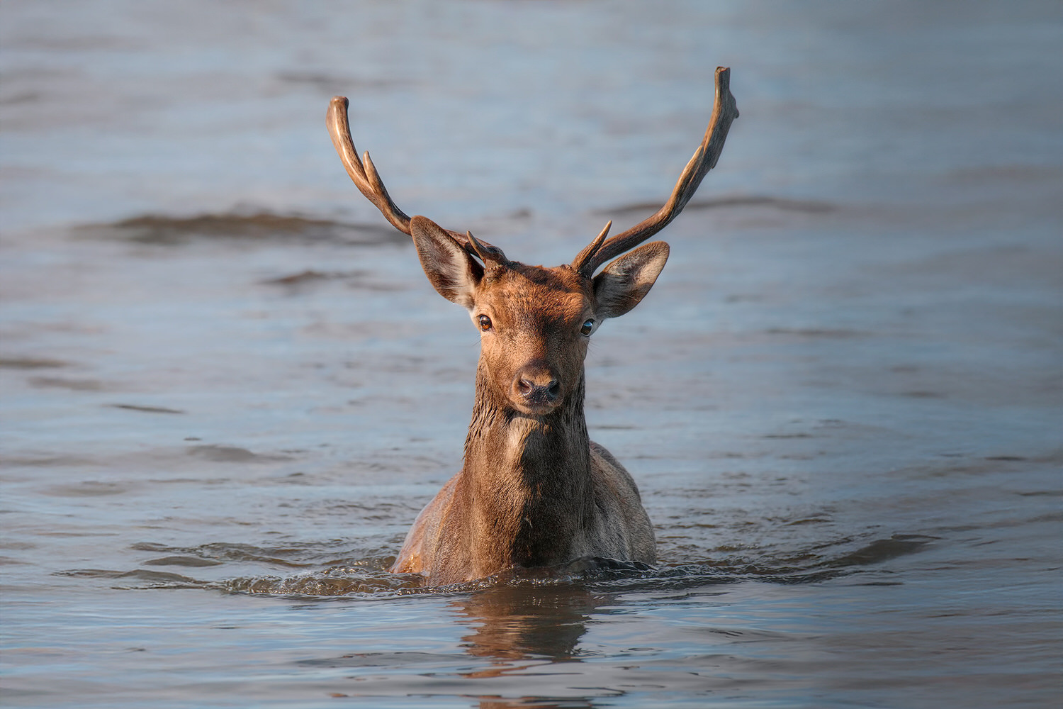 deer-tuscany-workshop-nature-photography-introductory