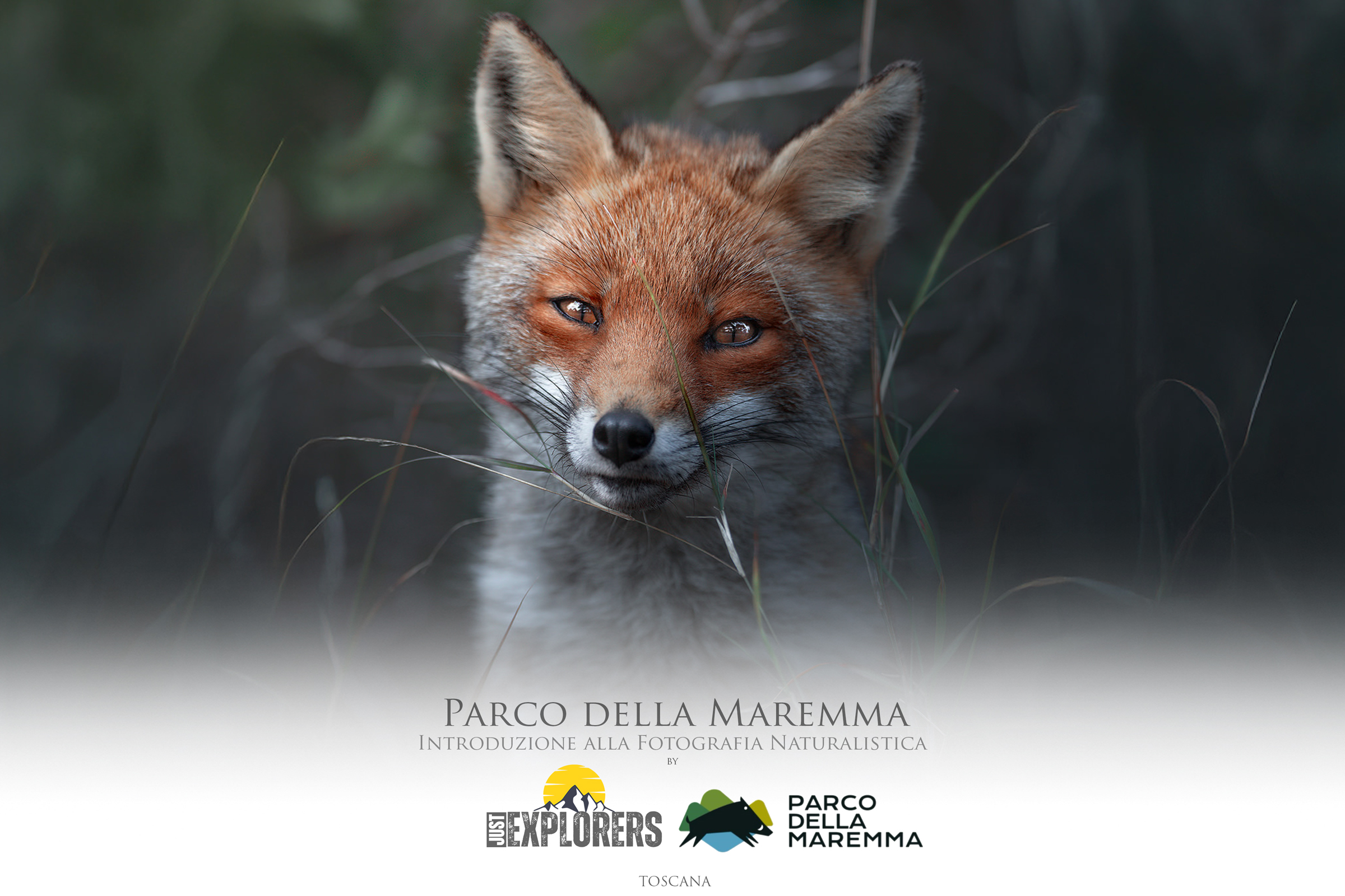 volpe-toscana-workshop-fotografia-naturalistica-introduttivo