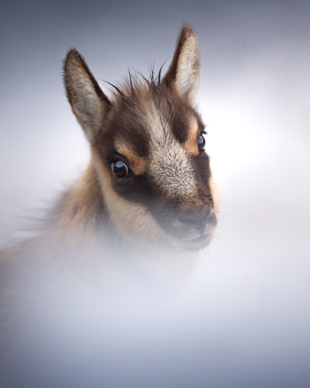 -Italian-national-parks-wildlife-photography-workshop-abruzzo-national-park-gran-paradiso-national-park-sibillini-national-park