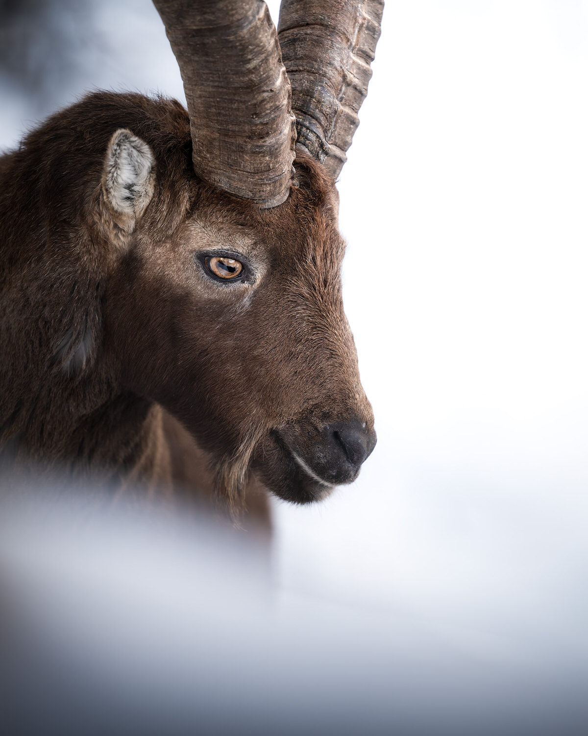 -Italian-national-parks-wildlife-photography-workshop-abruzzo-national-park-gran-paradiso-national-park-sibillini-national-park
