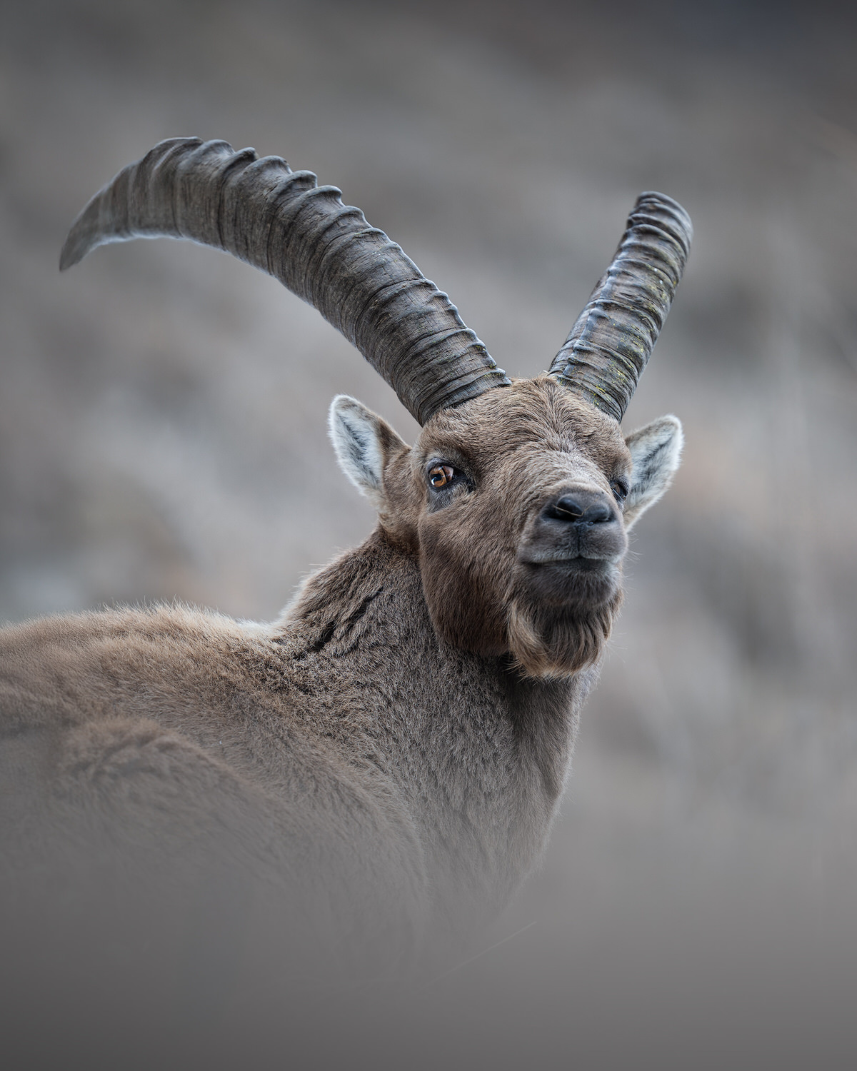 Ibex Gran Paradiso National Park