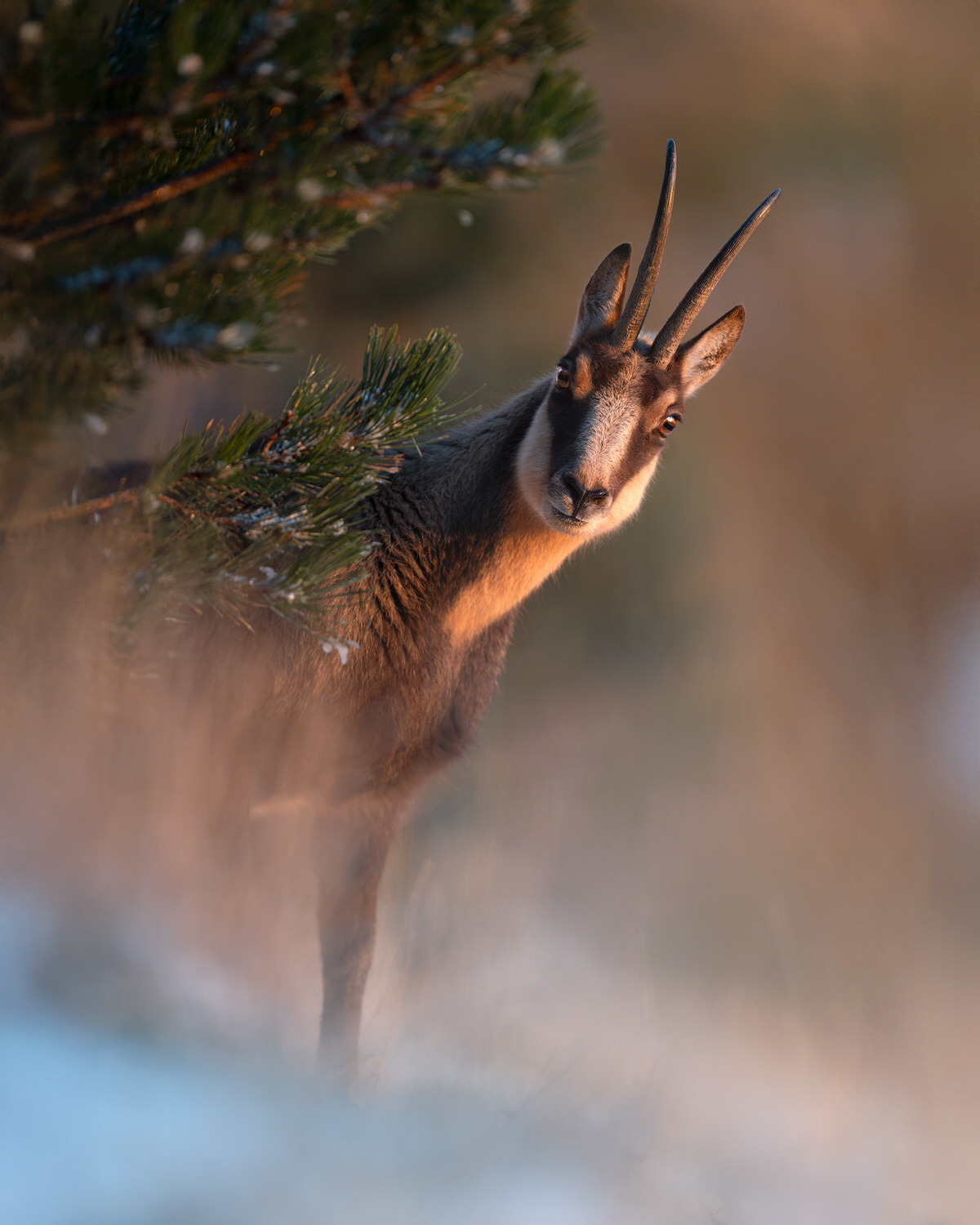 -Italian-national-parks-wildlife-photography-workshop-abruzzo-national-park-gran-paradiso-national-park-sibillini-national-park