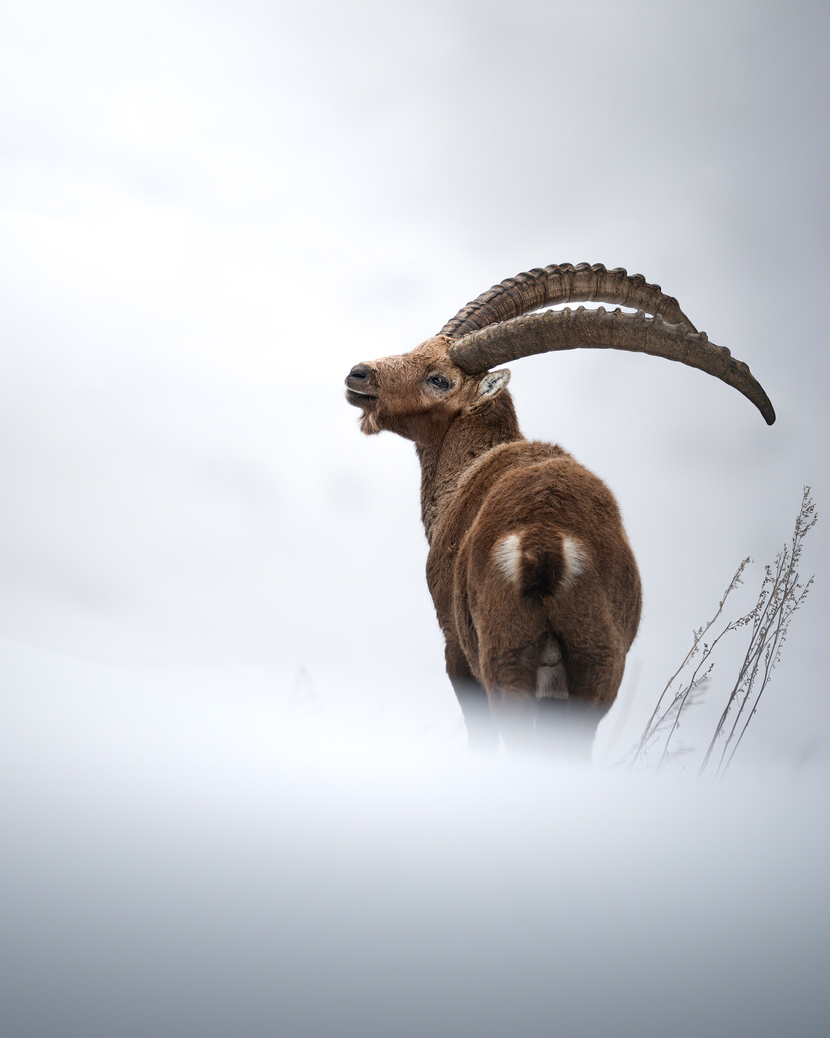 -Italian-national-parks-wildlife-photography-workshop-abruzzo-national-park-gran-paradiso-national-park-sibillini-national-park