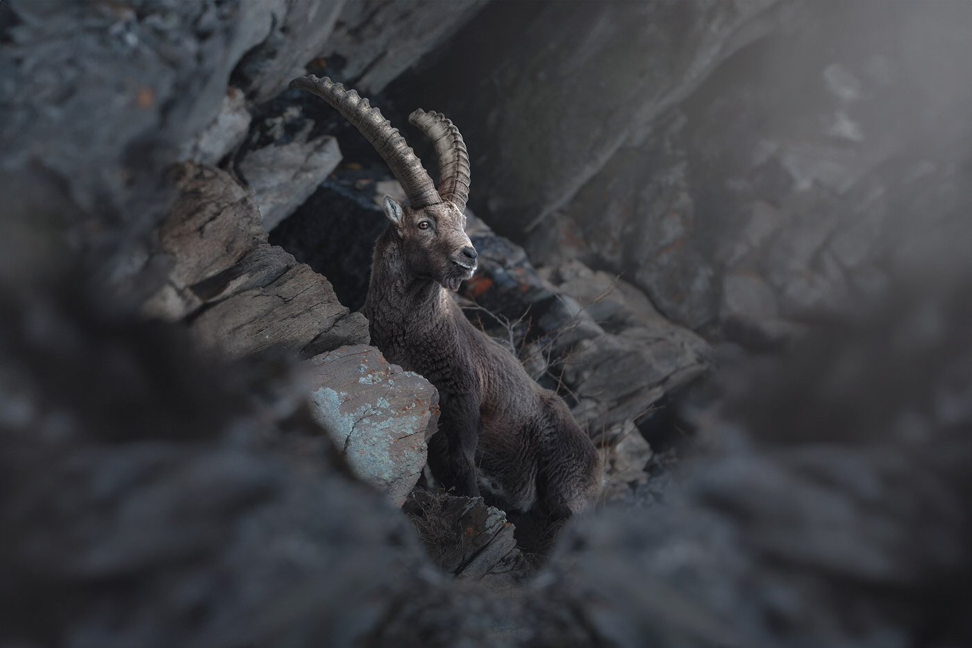 ibex-Italian-national-parks-wildlife-photography-workshop-abruzzo-national-park-gran-paradiso-national-park-sibillini-national-park