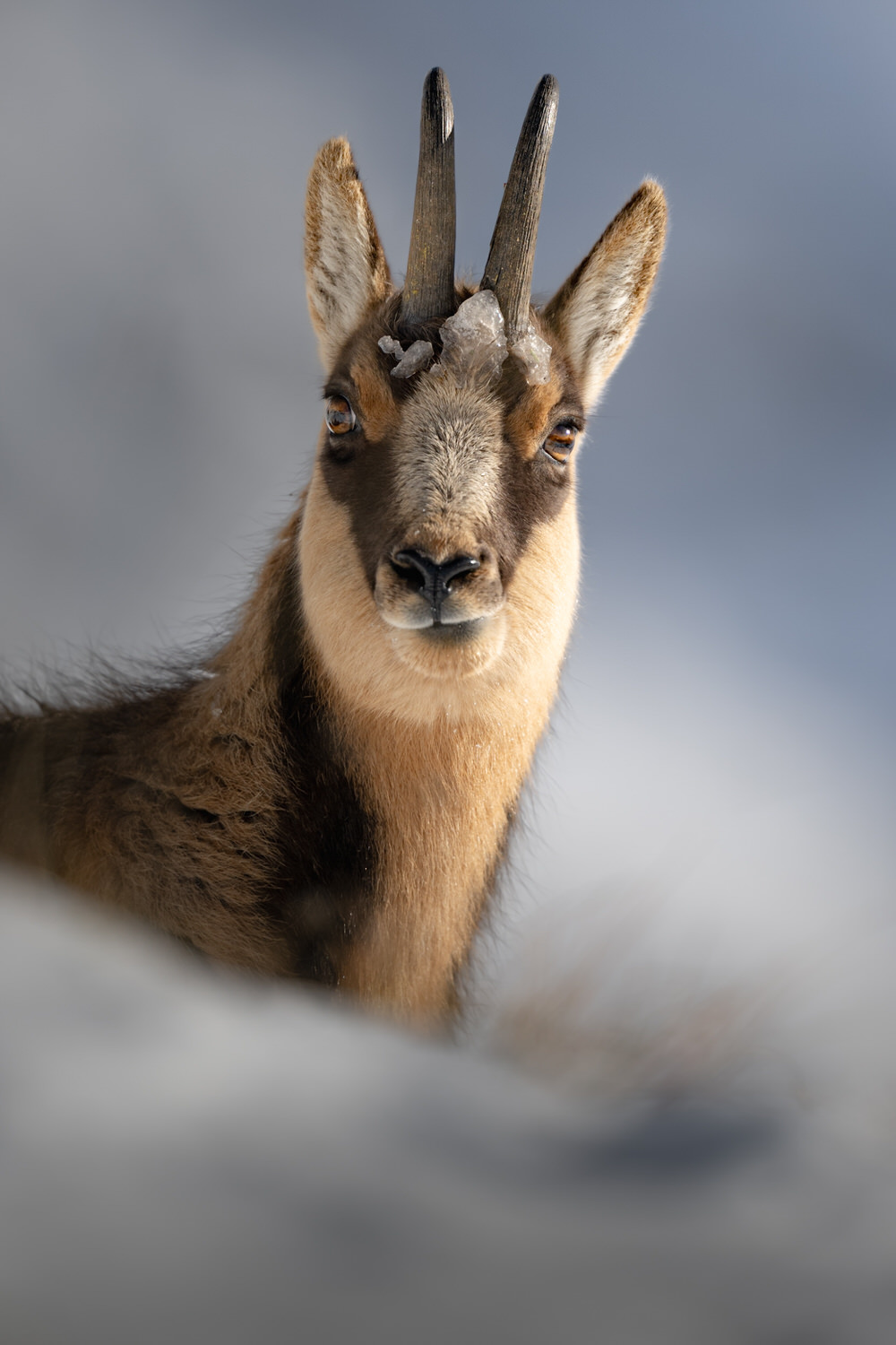 -Italian-national-parks-wildlife-photography-workshop-abruzzo-national-park-gran-paradiso-national-park-sibillini-national-park