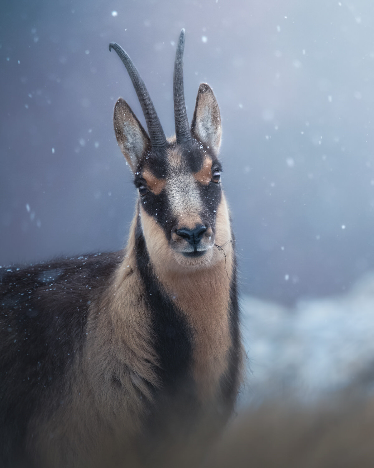 -Italian-national-parks-wildlife-photography-workshop-abruzzo-national-park-gran-paradiso-national-park-sibillini-national-park