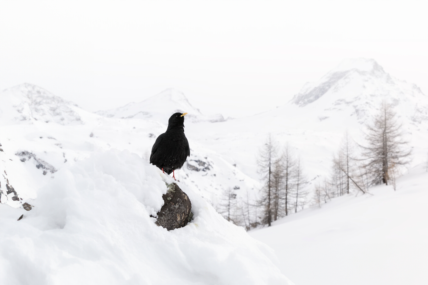 -Italian-national-parks-wildlife-photography-workshop-abruzzo-national-park-gran-paradiso-national-park-sibillini-national-park