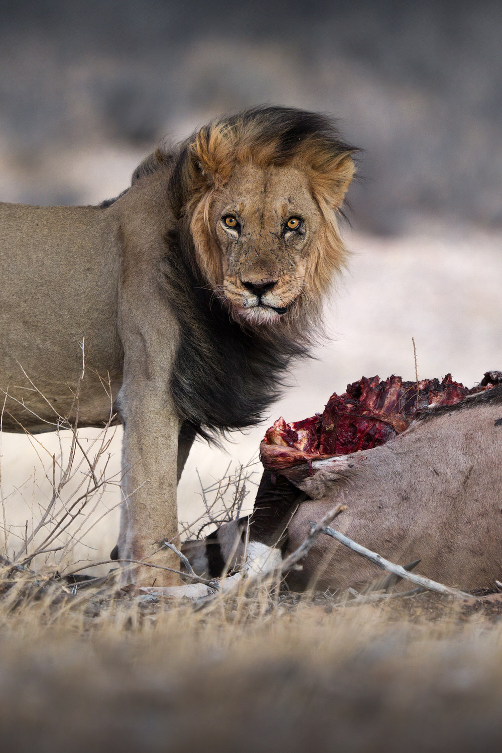 Kgalagadi Transfrontier Park, South Africa, Botsawa, Photographic Safari