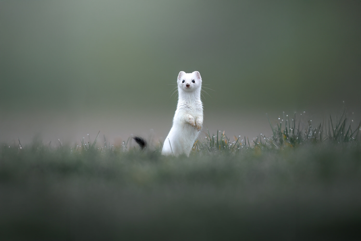 tour-fotografico-winter-switzerland-ermellino