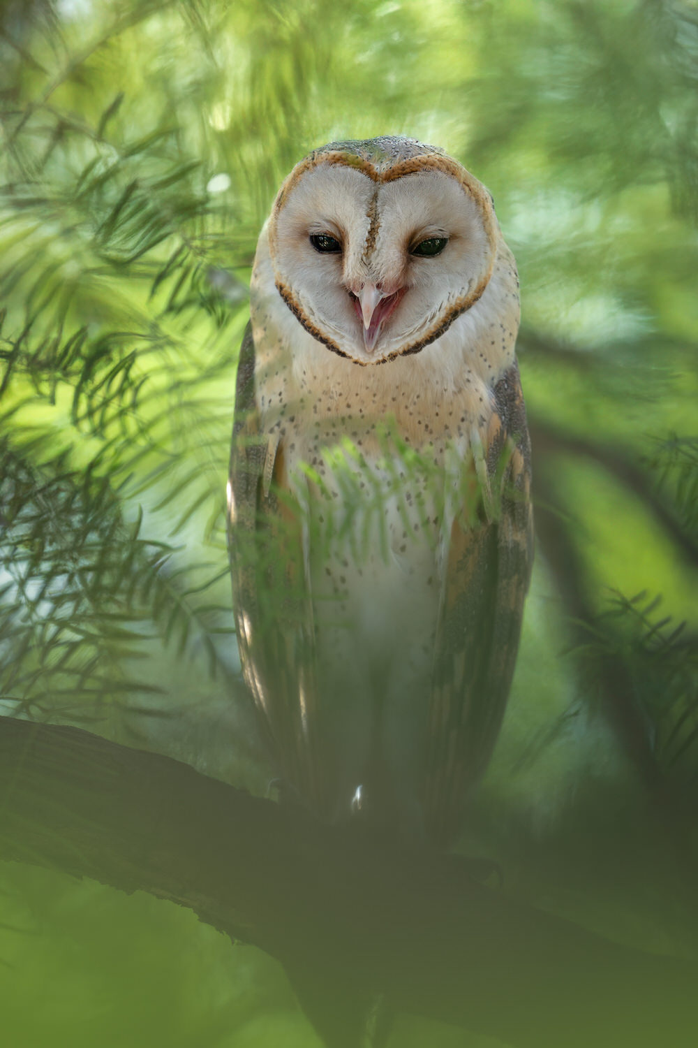 Kgalagadi Transfrontier Park, South Africa, Botsawa, Photographic Safari