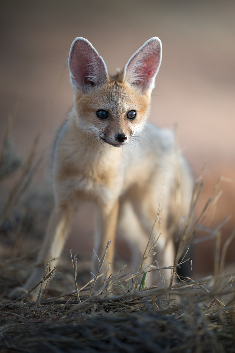 Kgalagadi Transfrontier Park, South Africa, Botsawa, Photographic Safari