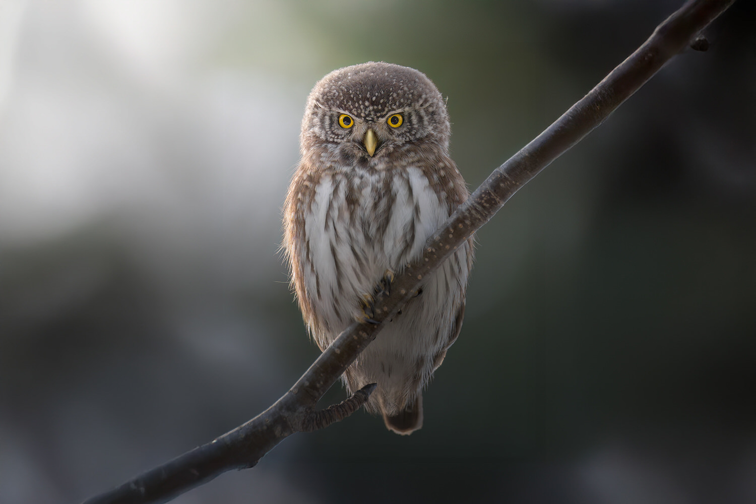 tour-fotografico-winter-switzerland-civetta-nana