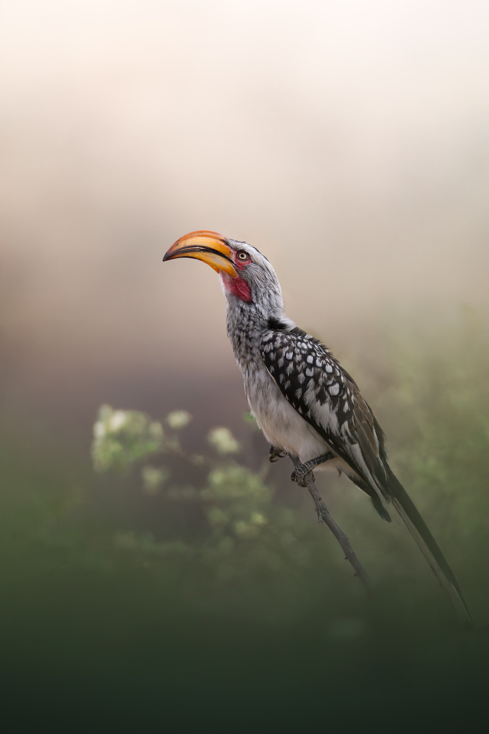 Kgalagadi Transfrontier Park, South Africa, Botsawa, Photographic Safari