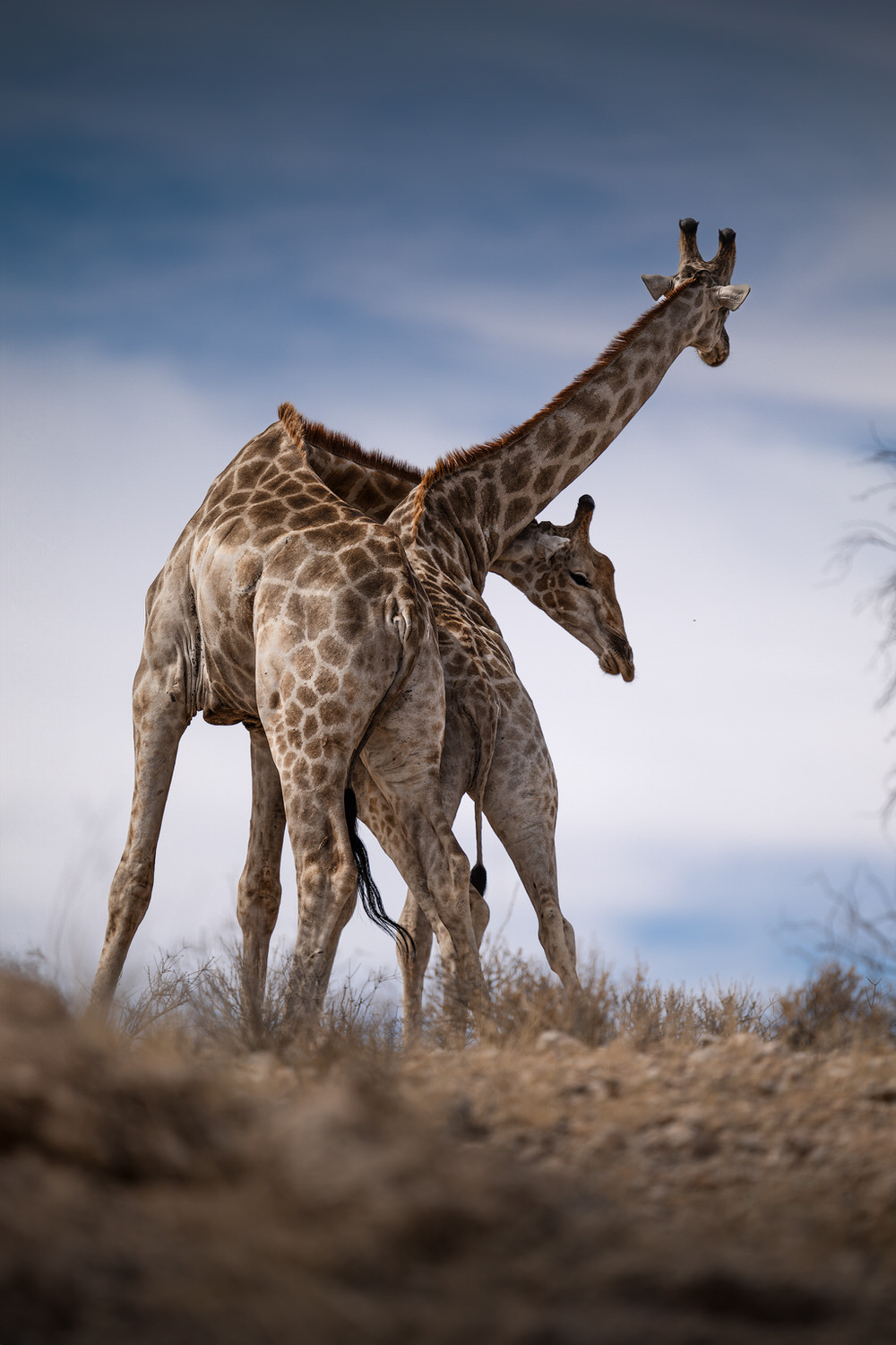 Kgalagadi Transfrontier Park, South Africa, Botsawa, Photographic Safari
