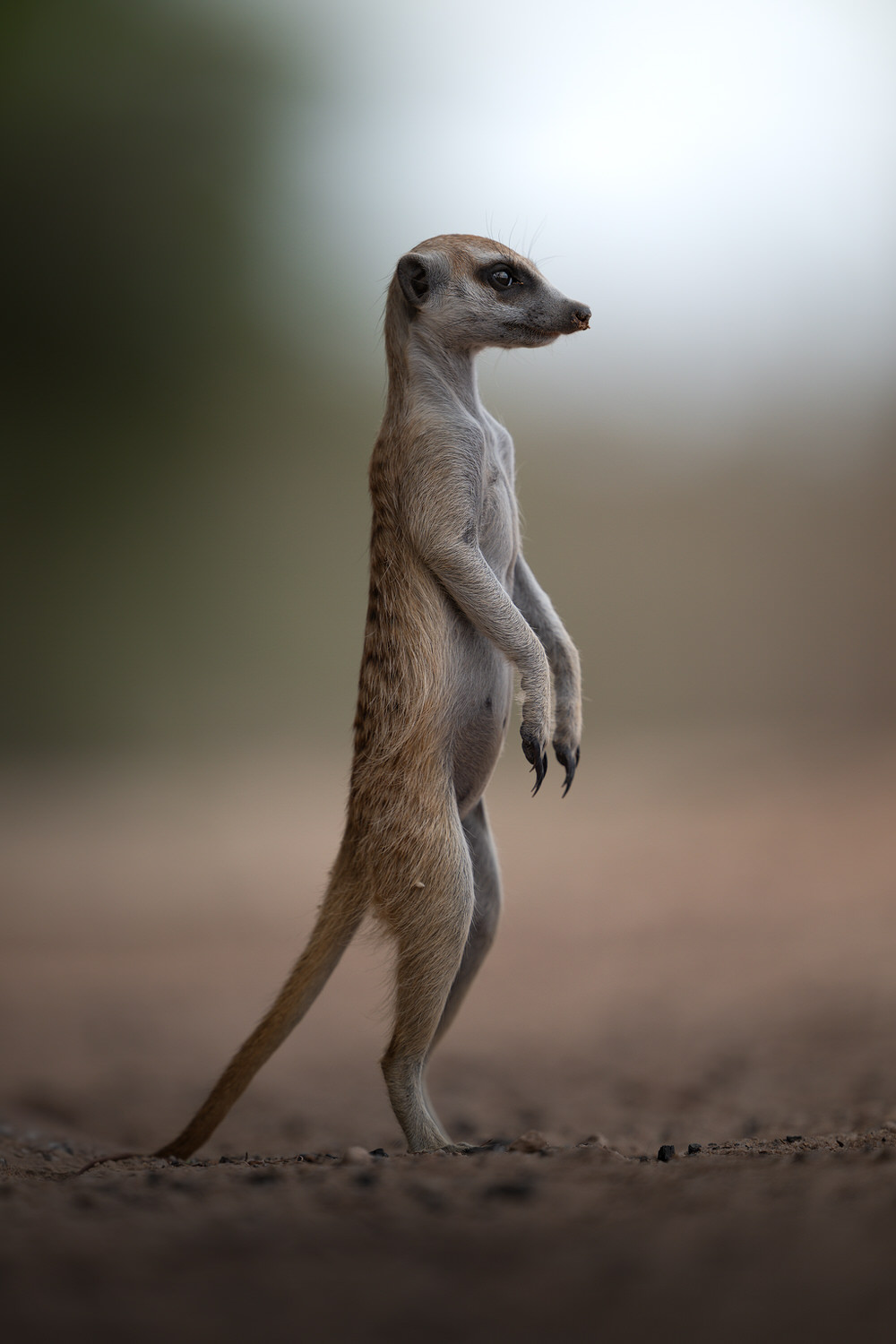 Kgalagadi Transfrontier Park, South Africa, Botsawa, Photographic Safari