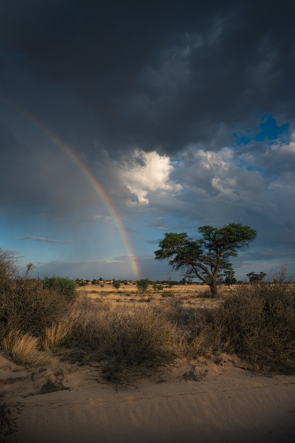 Kgalagadi Transfrontier Park, South Africa, Botsawa, Photographic Safari