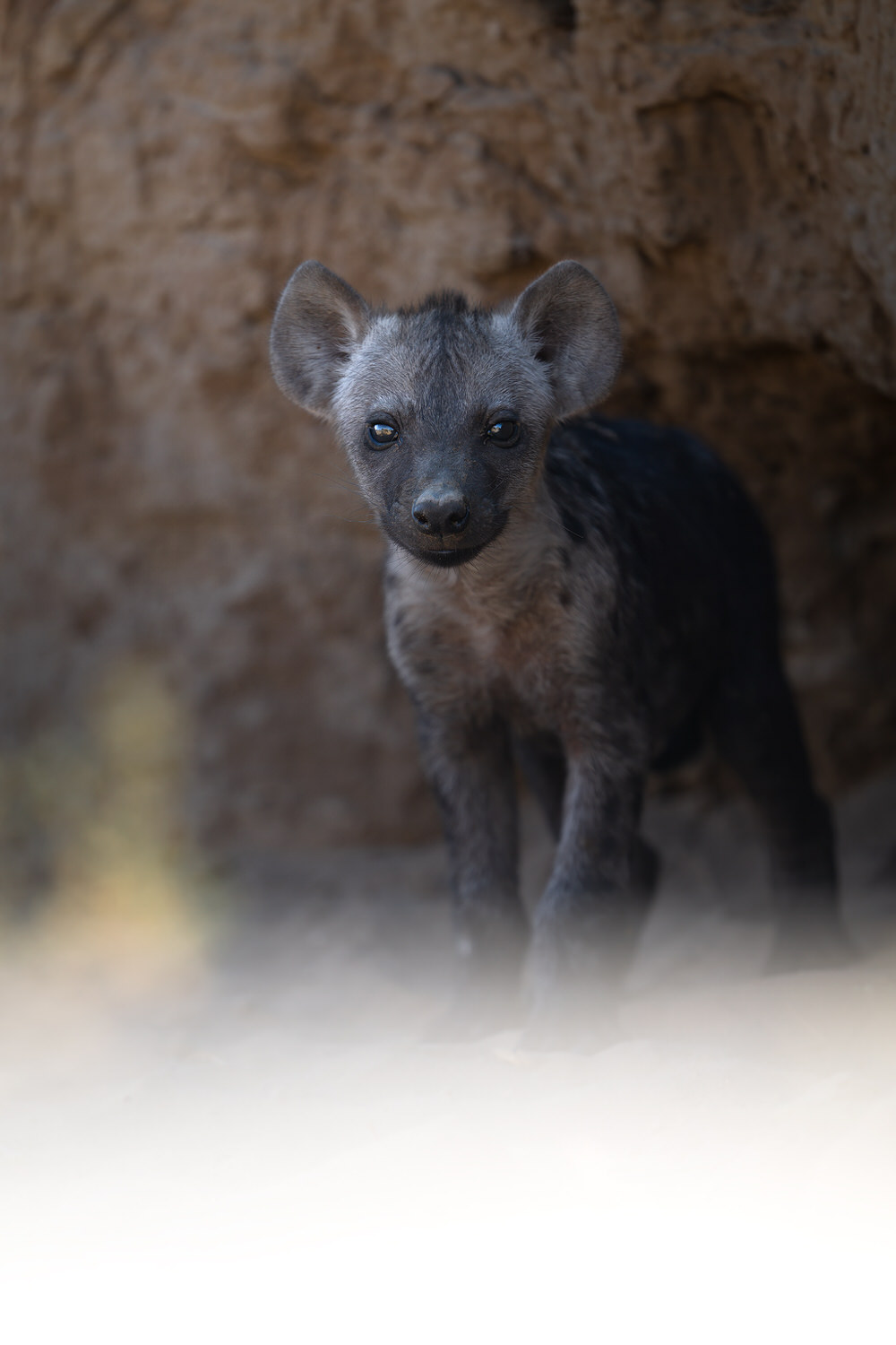 Kgalagadi Transfrontier Park, South Africa, Botsawa, Photographic Safari