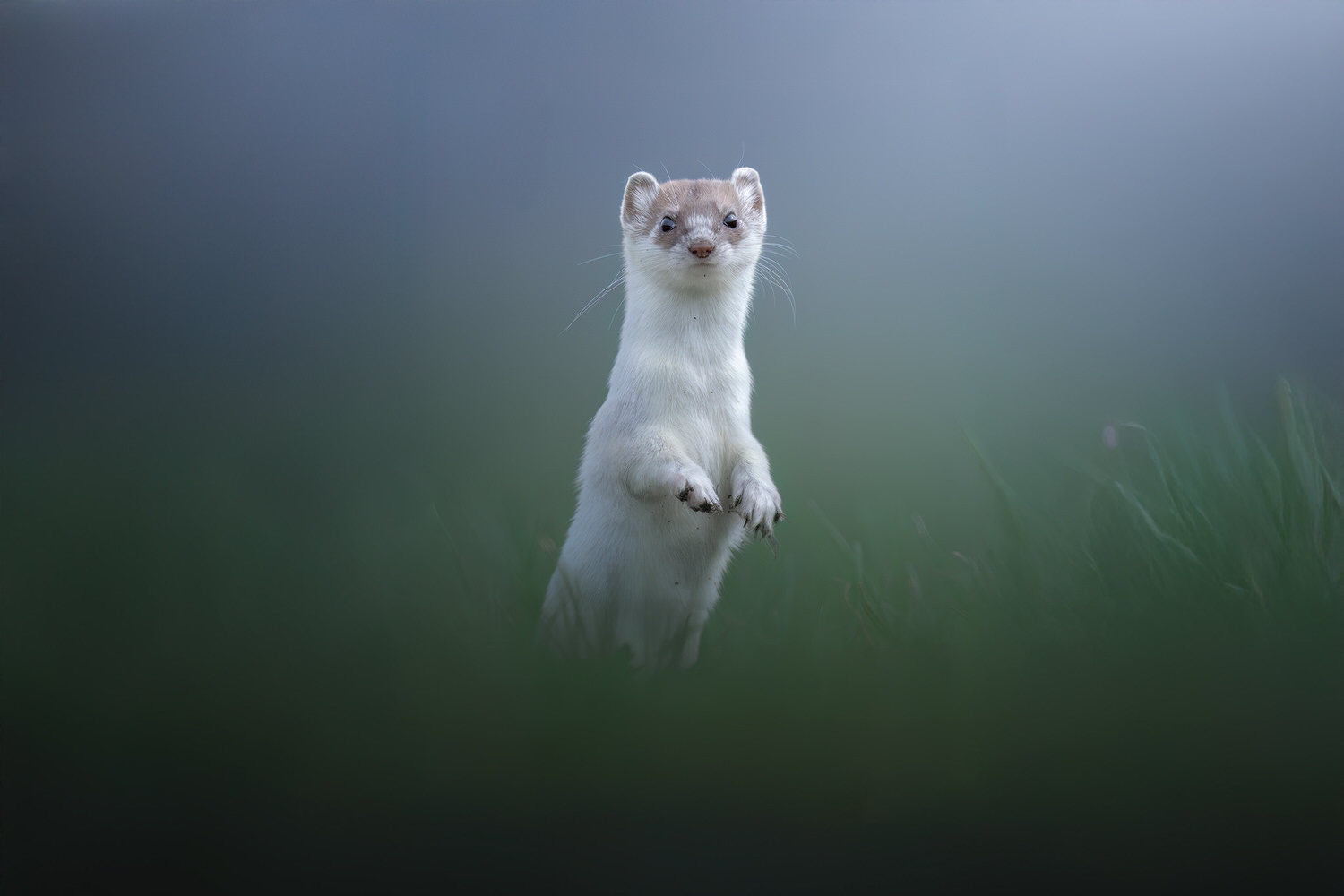 tour-fotografico-winter-switzerland-ermellino