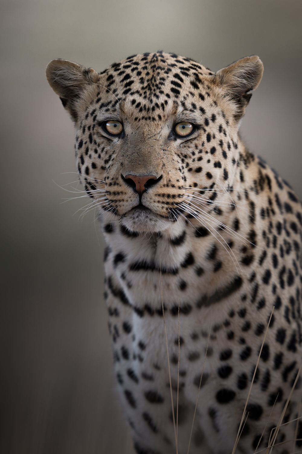 Kgalagadi Transfrontier Park, South Africa, Botsawa, Photographic Safari