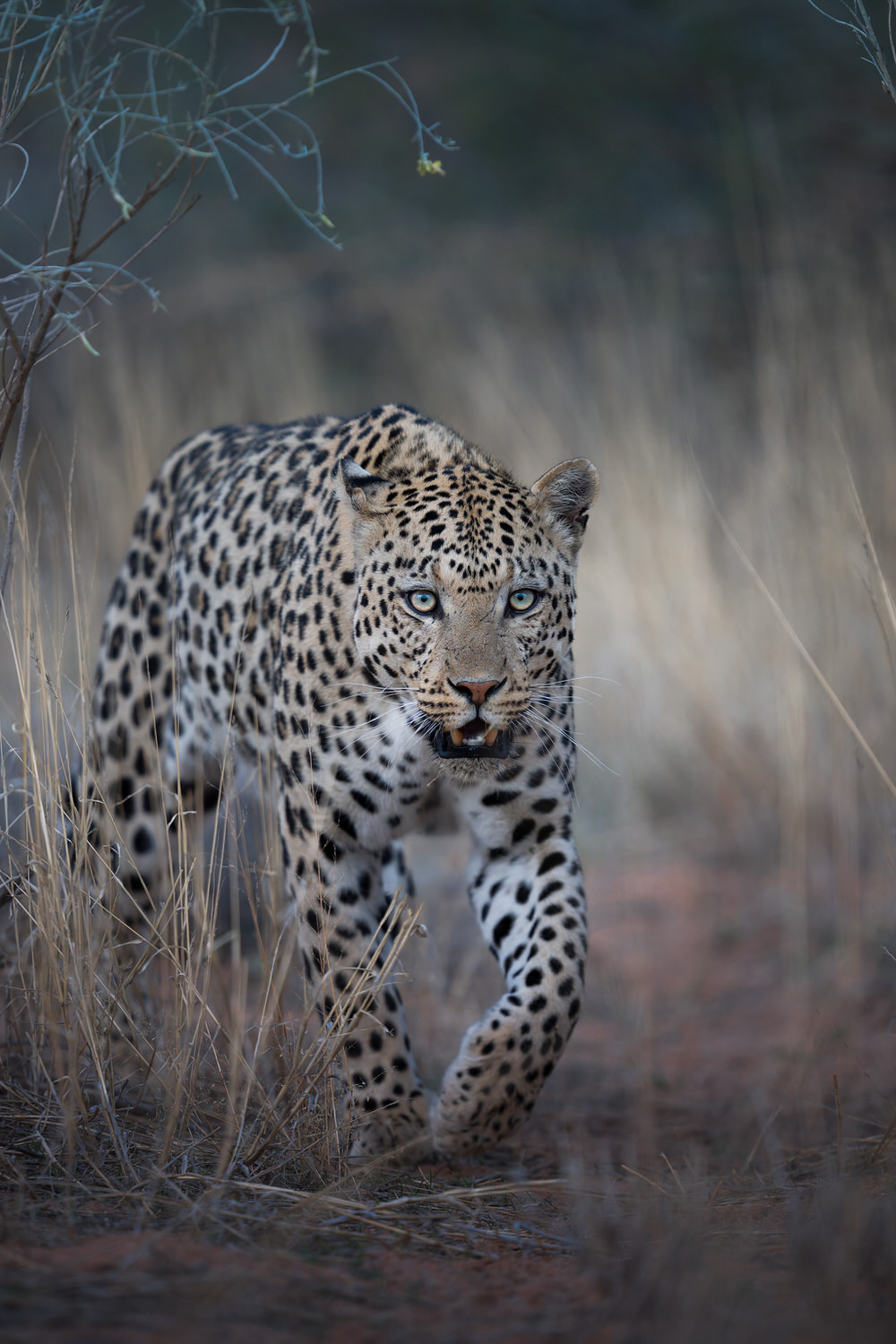 Kgalagadi Transfrontier Park, South Africa, Botsawa, Photographic Safari