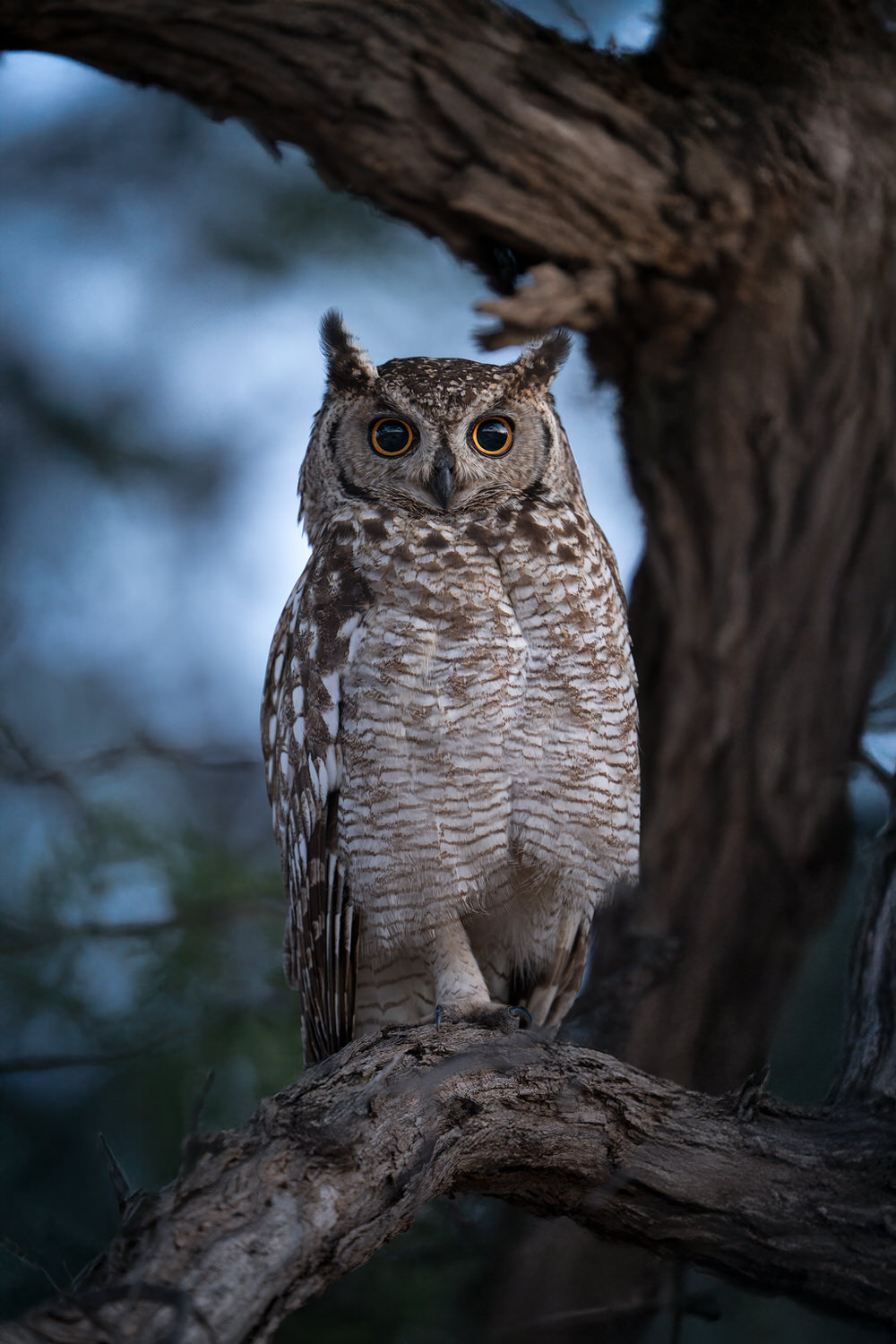 Kgalagadi Transfrontier Park, South Africa, Botsawa, Photographic Safari