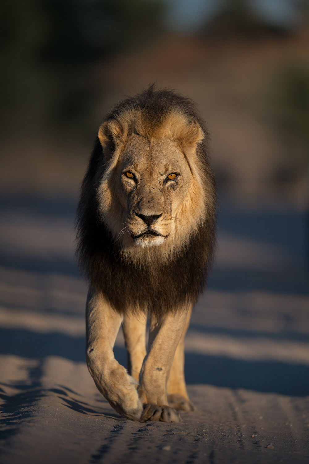 Kgalagadi Transfrontier Park, South Africa, Botsawa, Photographic Safari