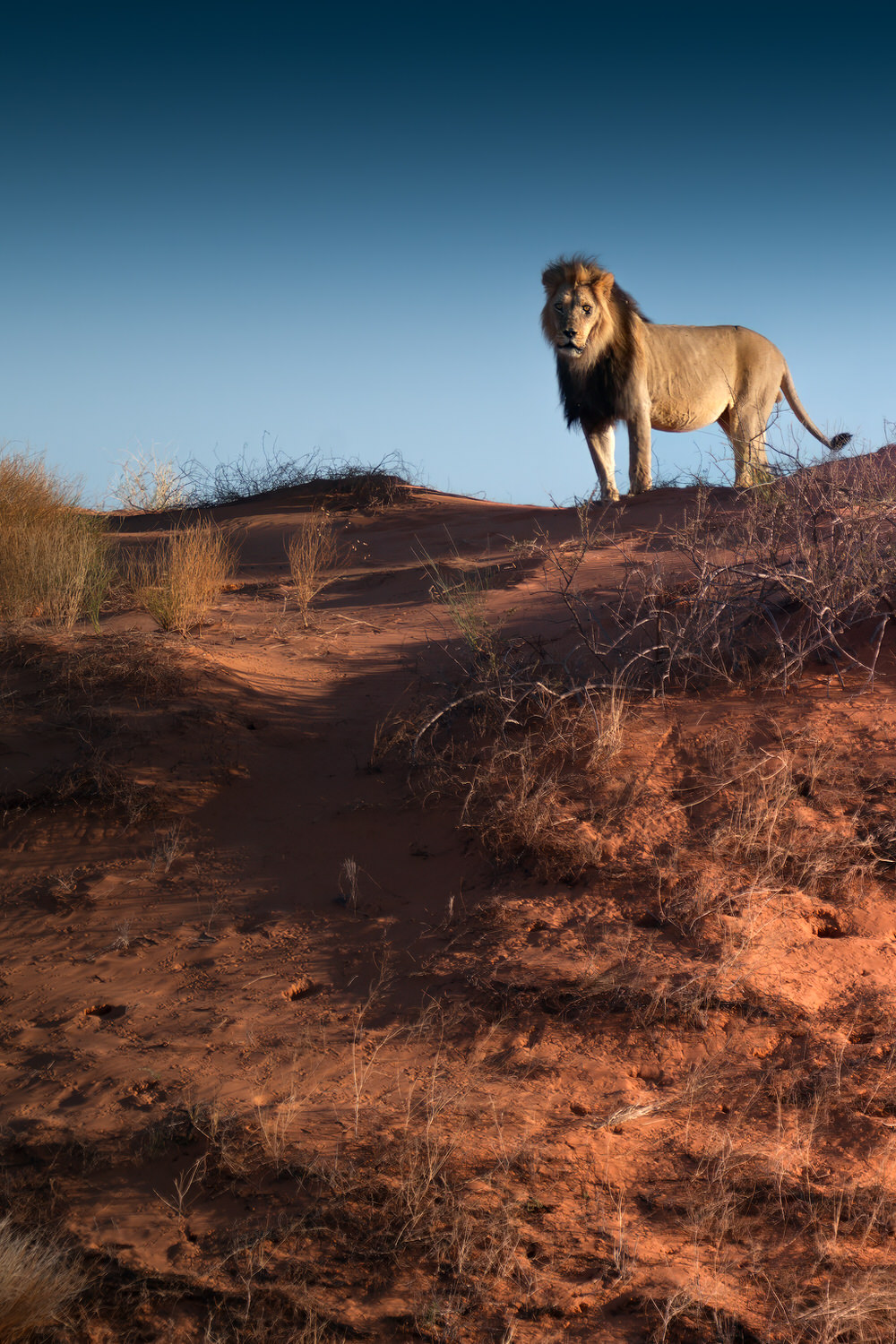 Kgalagadi Transfrontier Park, South Africa, Botsawa, Photographic Safari