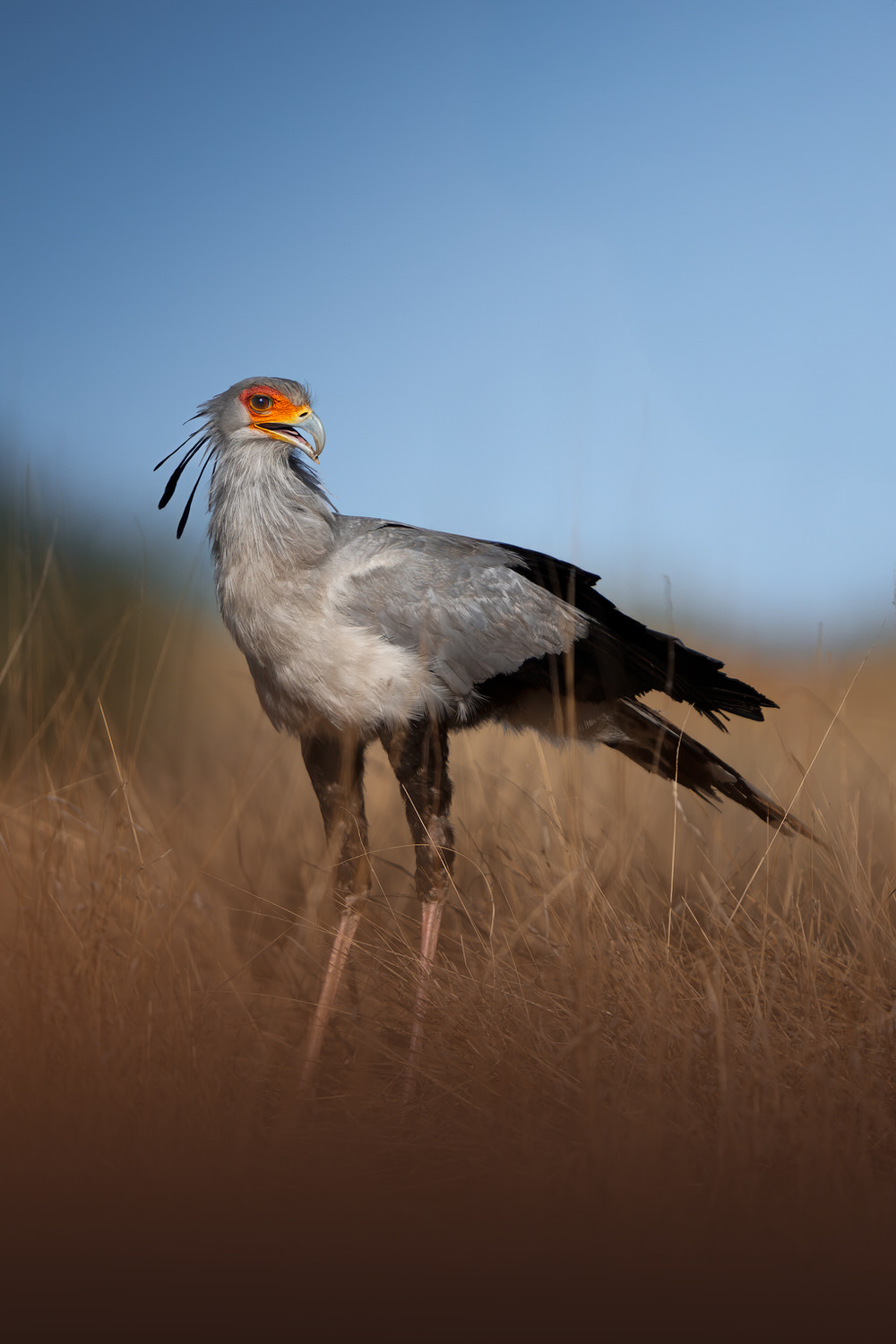 Kgalagadi Transfrontier Park, South Africa, Botsawa, Photographic Safari
