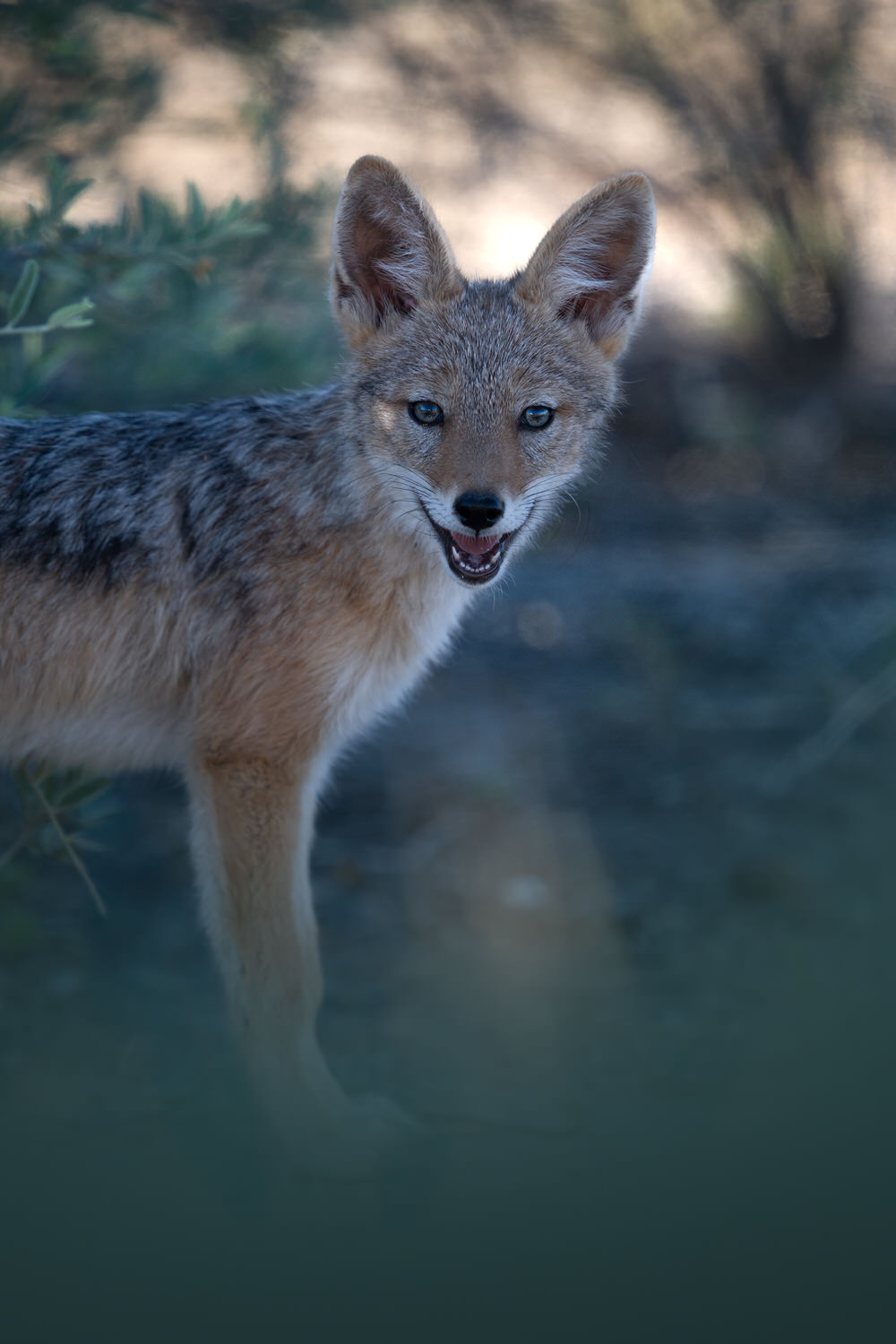 Kgalagadi Transfrontier Park, South Africa, Botsawa, Photographic Safari