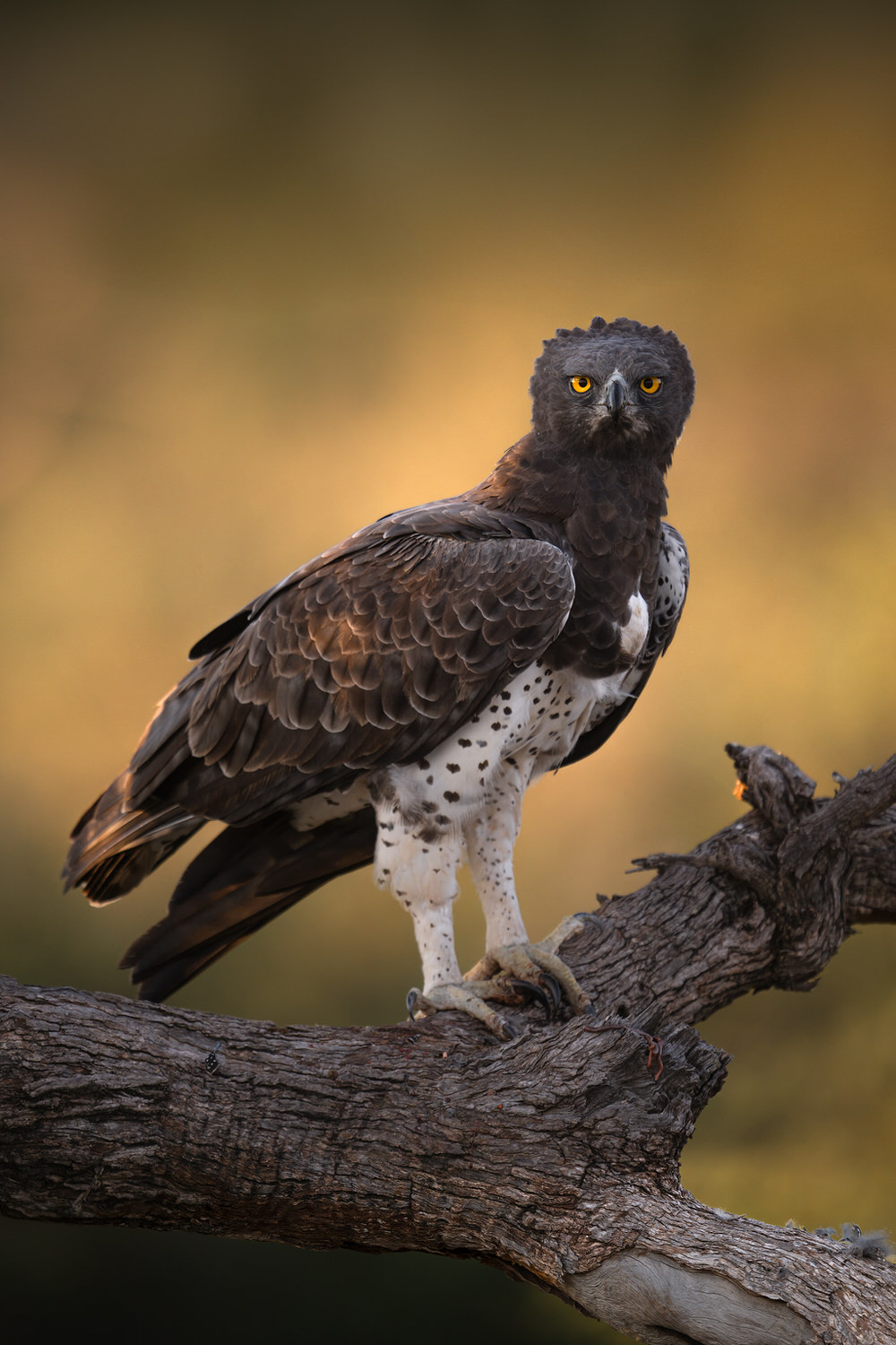 _DSC7650-2-sharpened