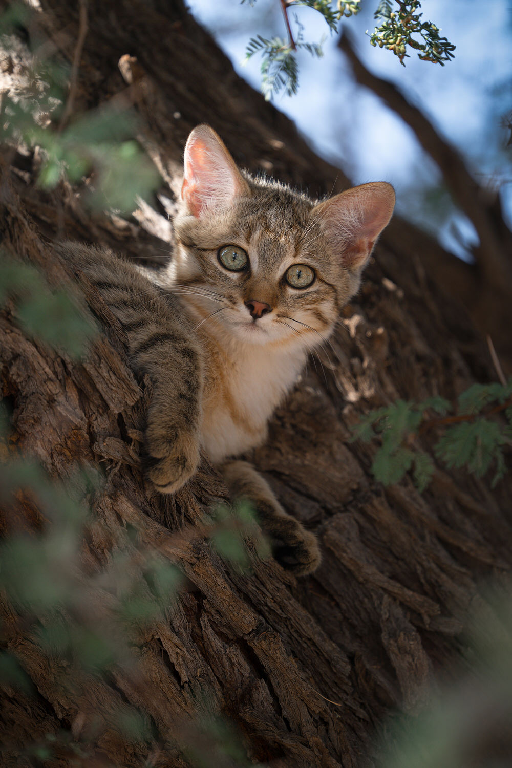 Kgalagadi Transfrontier Park, South Africa, Botsawa, Photographic Safari