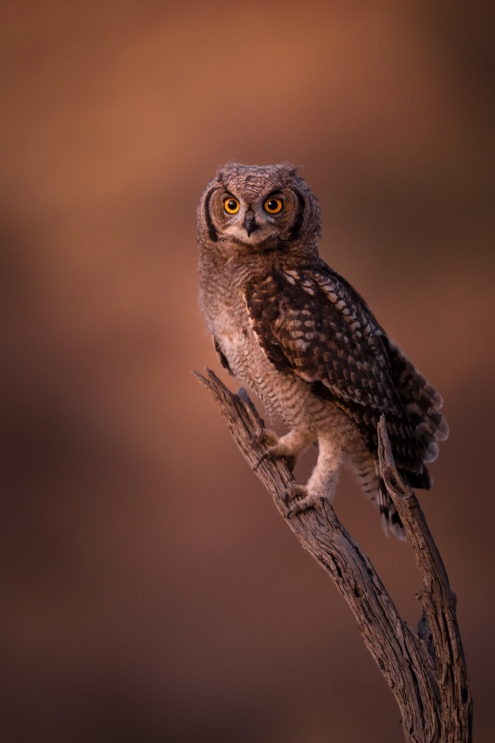 Kgalagadi Transfrontier Park, South Africa, Botsawa, Photographic Safari