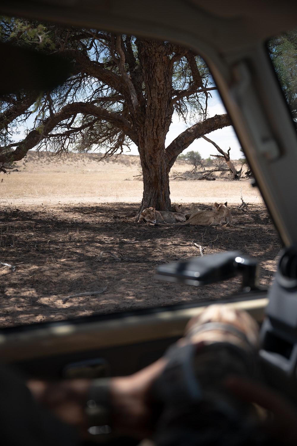 Kgalagadi Transfrontier Park, South Africa, Botsawa, Photographic Safari