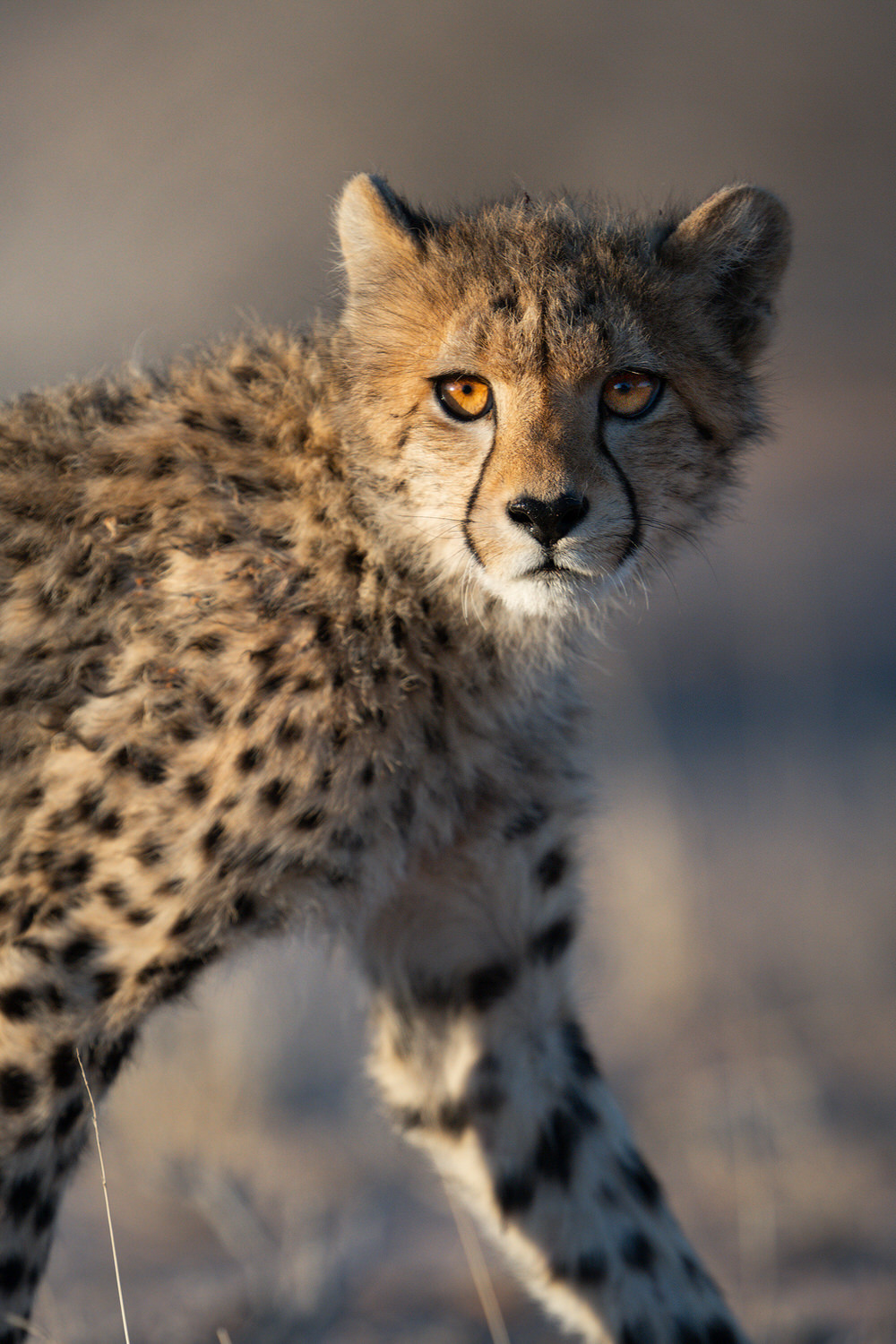 Kgalagadi Transfrontier Park, South Africa, Botsawa, Photographic Safari