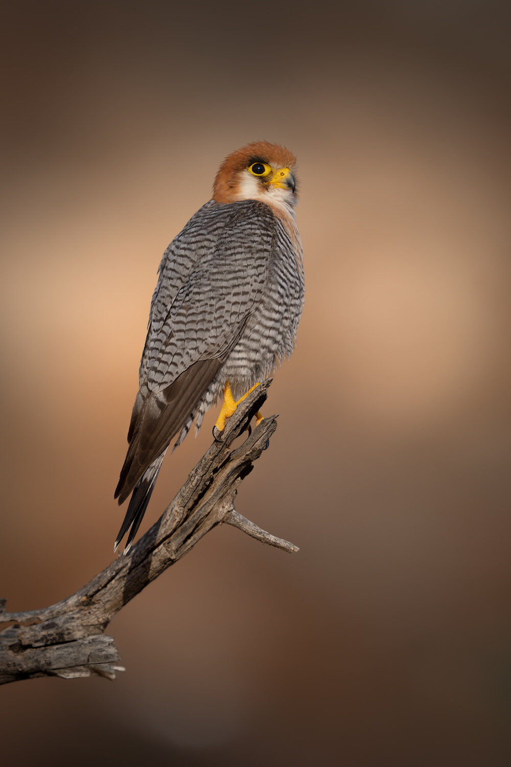 Kgalagadi Transfrontier Park, South Africa, Botsawa, Photographic Safari