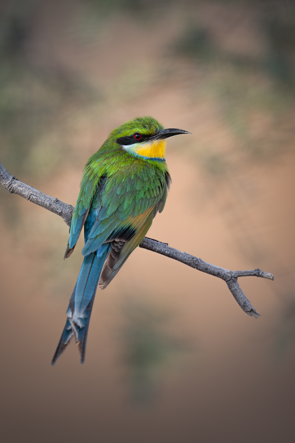 Kgalagadi Transfrontier Park, South Africa, Botsawa, Photographic Safari