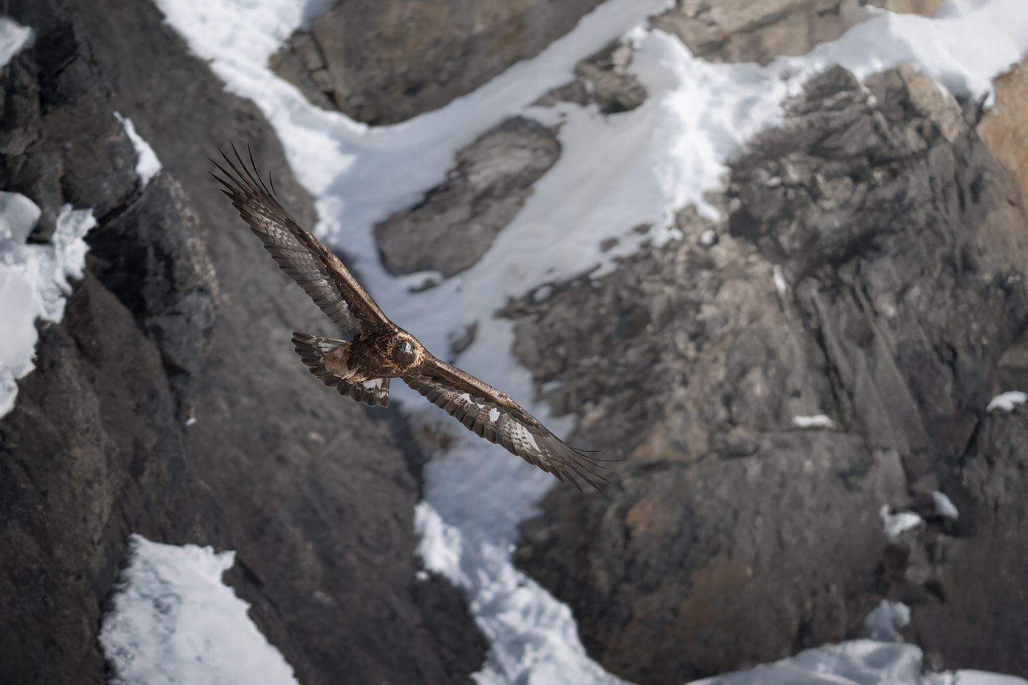 tour-fotografico-winter-switzerland-aquila