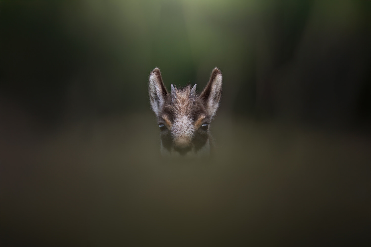 tour-fotografico-winter-switzerland-camoscio