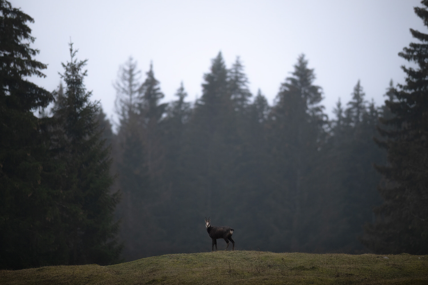 tour-fotografico-winter-switzerland-camoscio