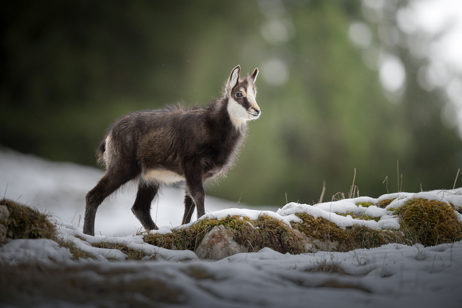 tour-fotografico-winter-switzerland-camoscio