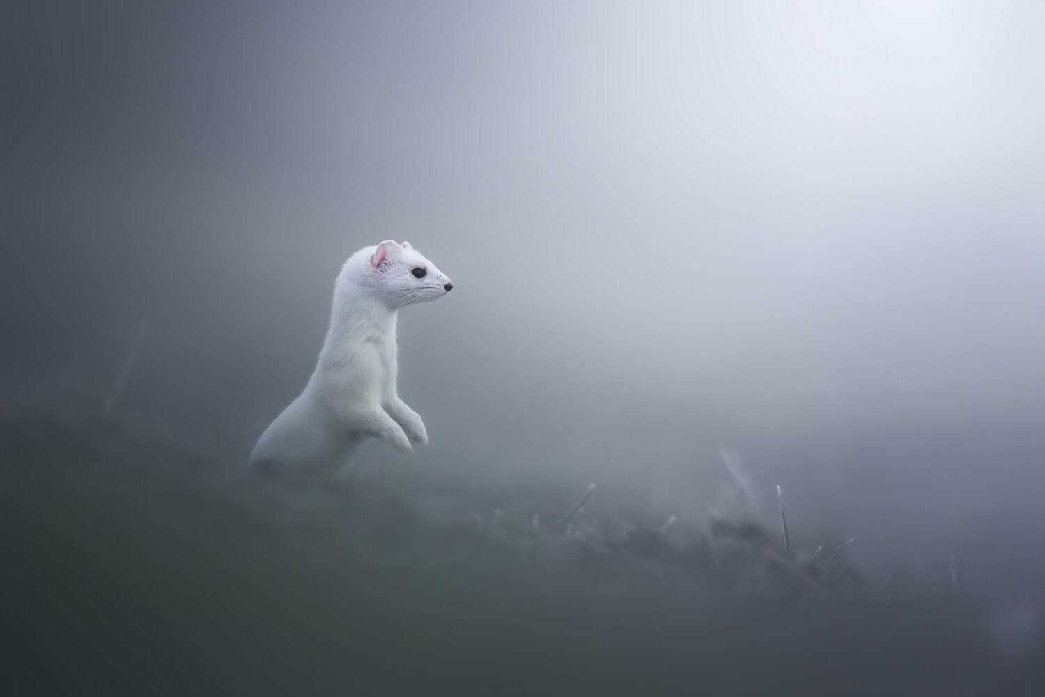 tour-fotografico-winter-switzerland-ermellino