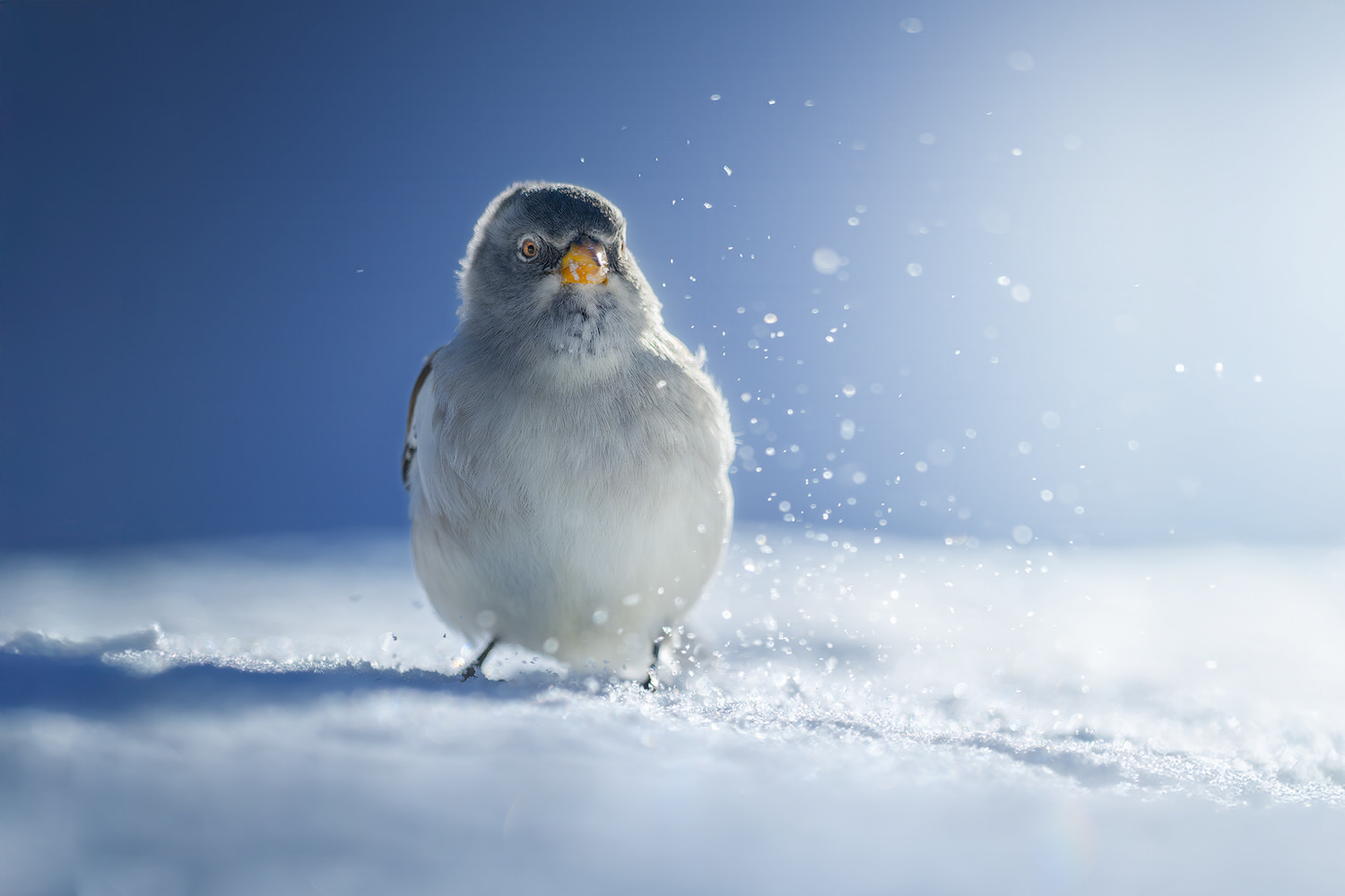 tour-fotografico-winter-switzerland
