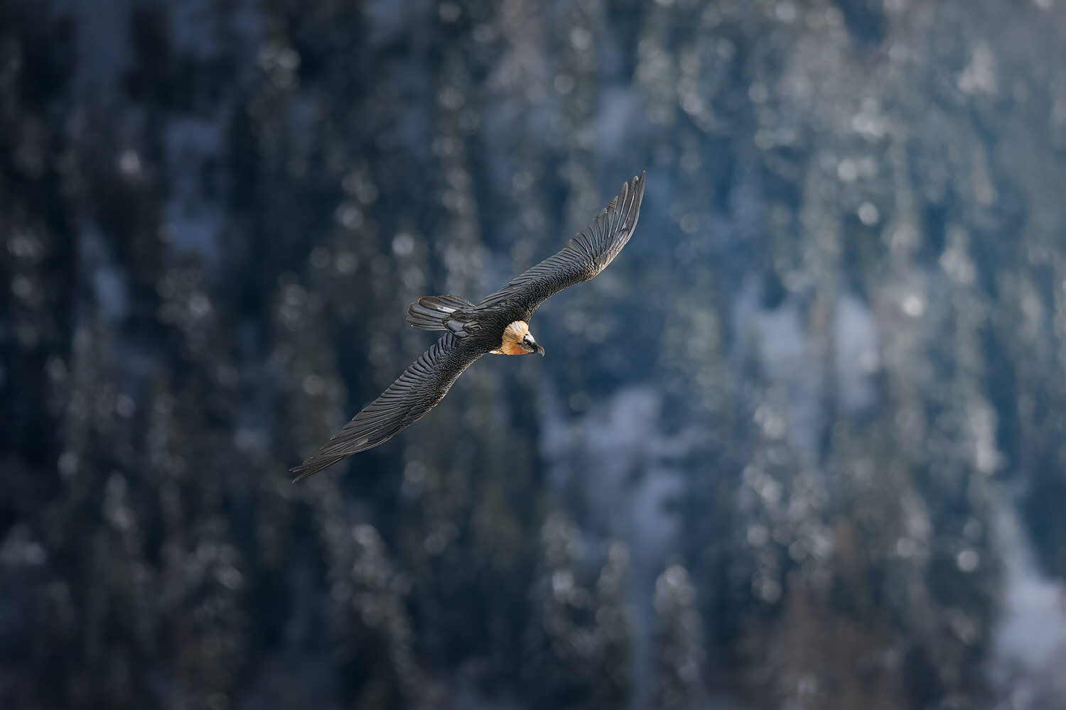 tour-fotografico-winter-switzerland-gipeto
