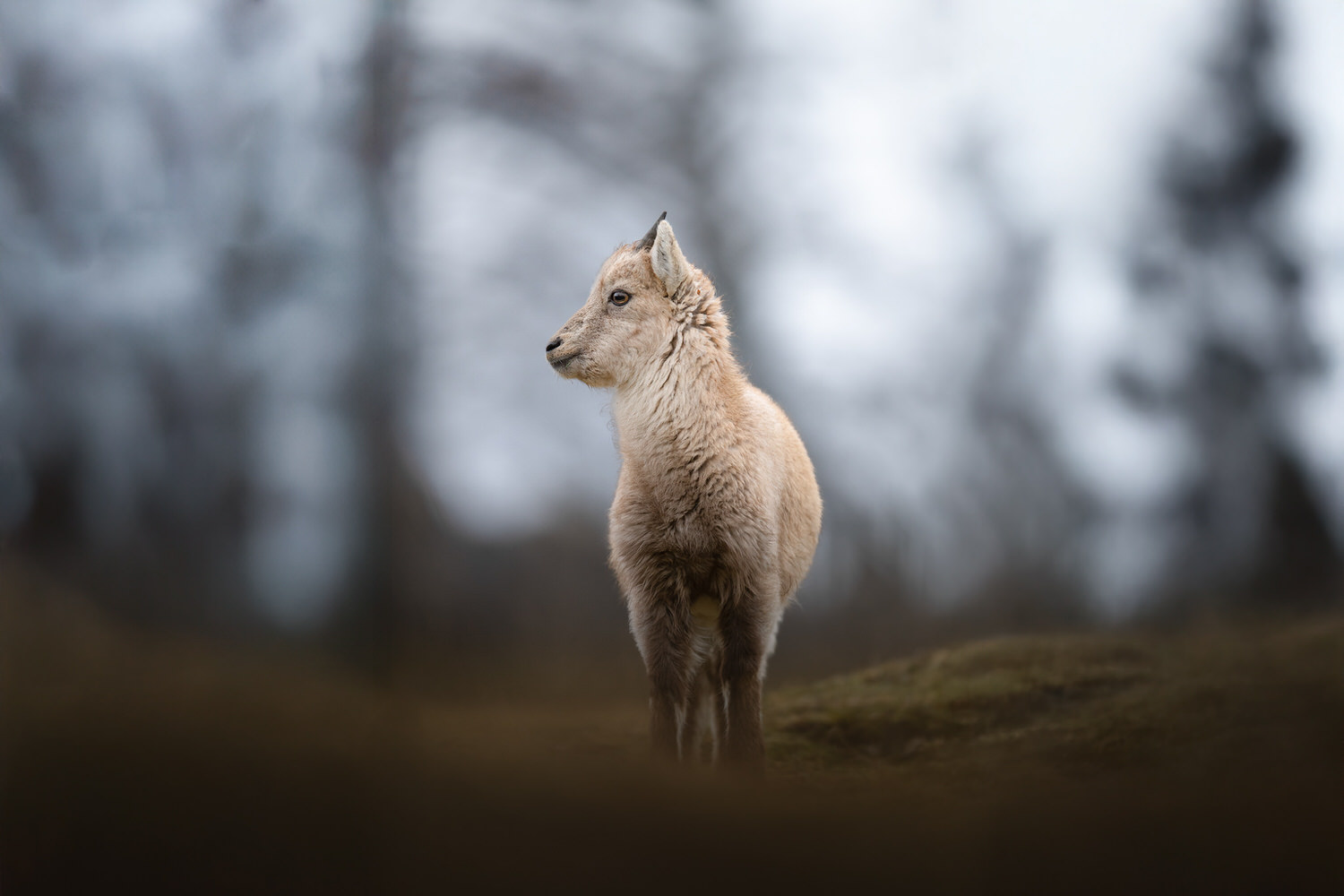tour-fotografico-winter-switzerland-stambecco