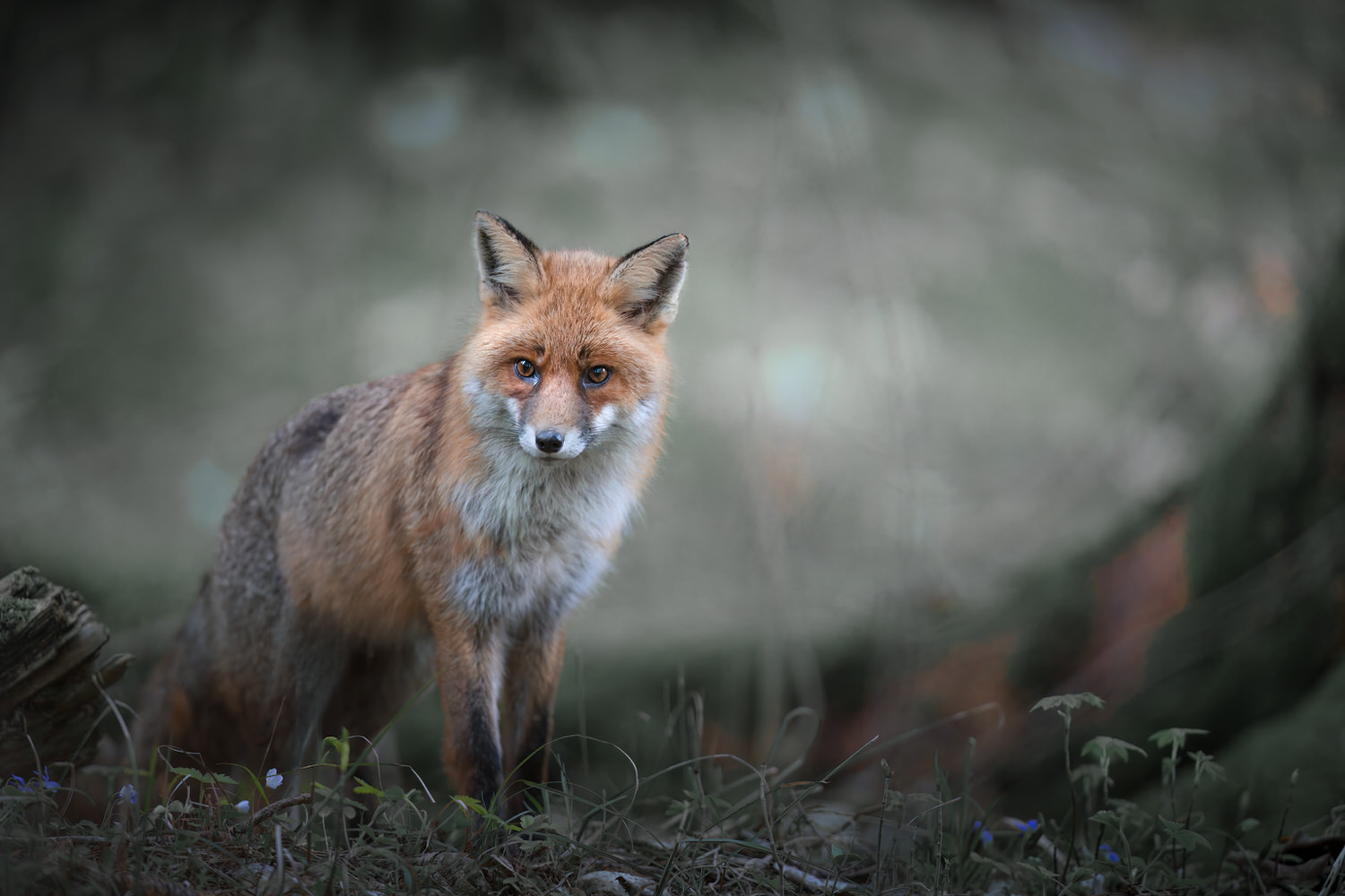 tour-fotografico-winter-switzerland-volpe