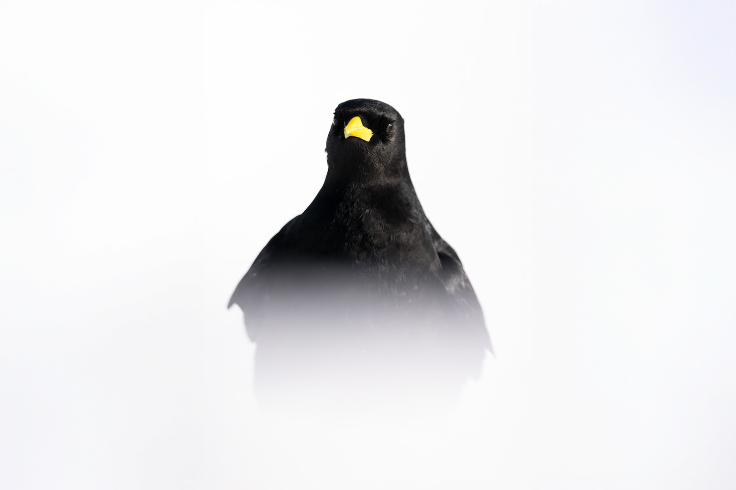 tour-fotografico-winter-switzerland