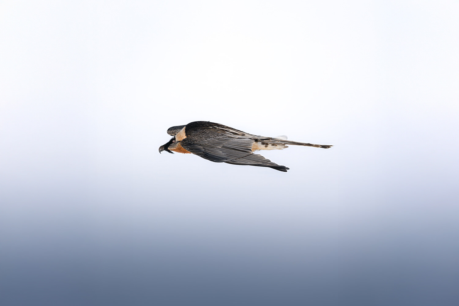 tour-fotografico-winter-switzerland-gipeto