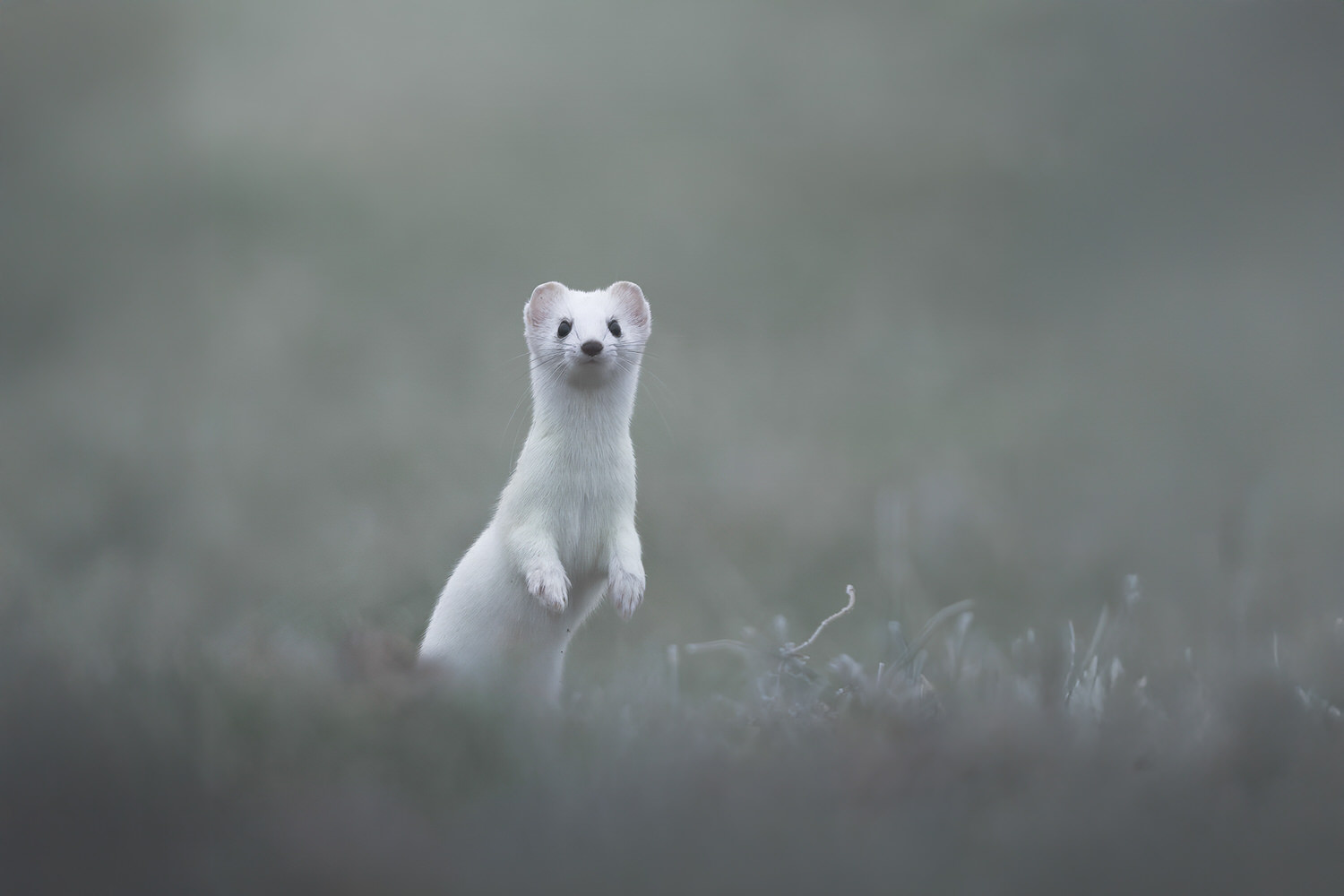 tour-fotografico-winter-switzerland-ermellino