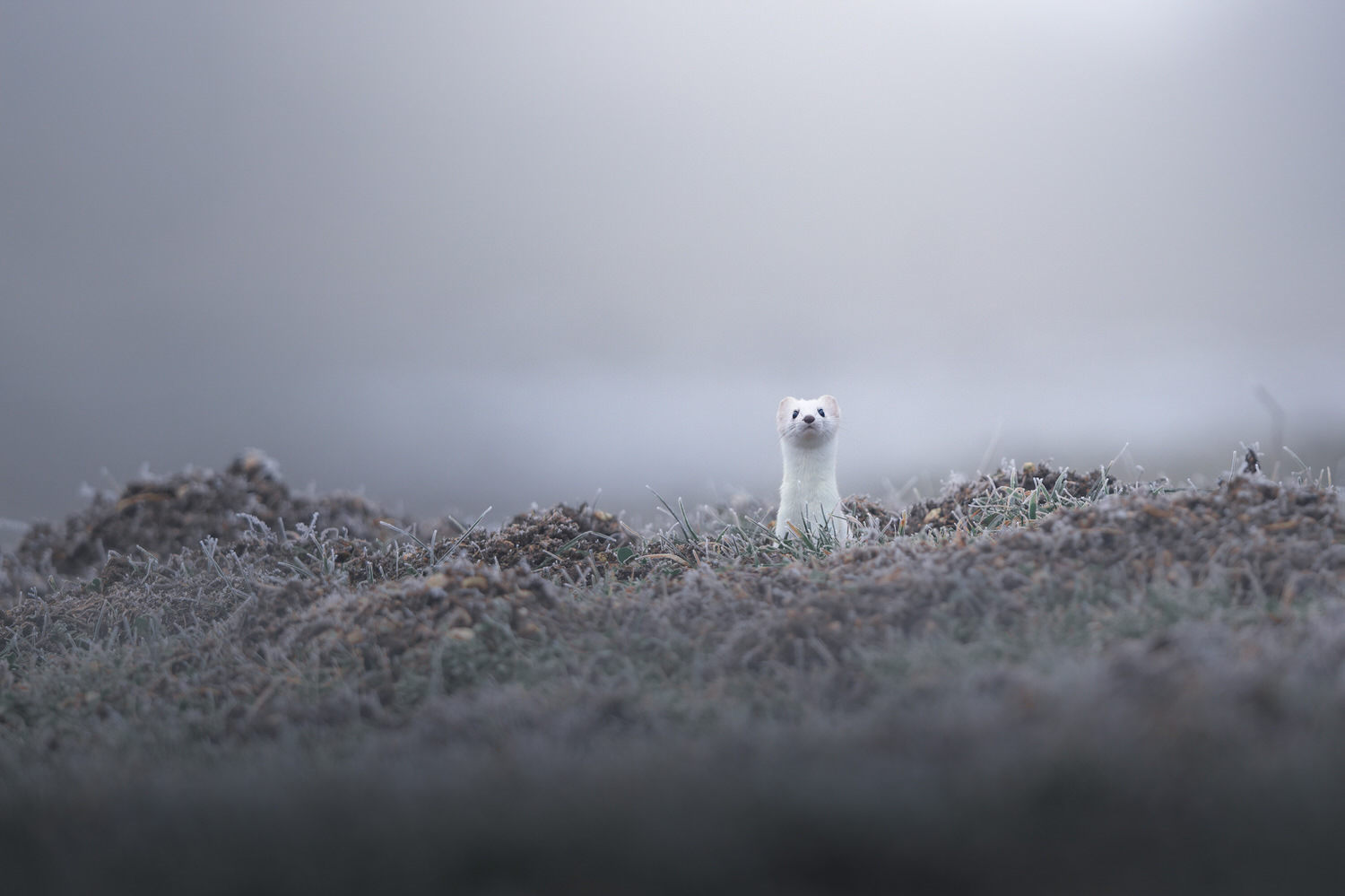 tour-fotografico-winter-switzerland-ermellino
